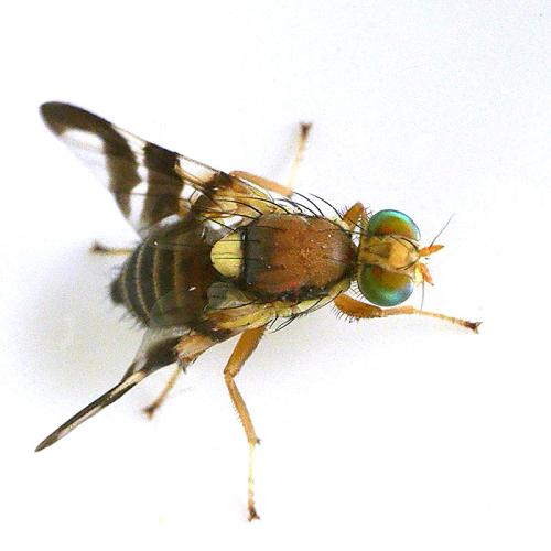 Rhagoletis sp.